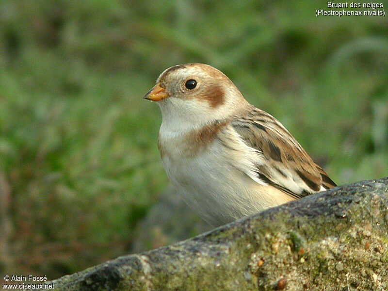 Snow Bunting