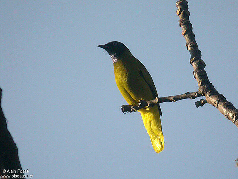 Black-headed Bulbuladult