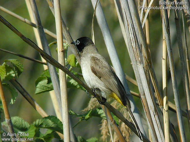 Bulbul d'Arabie