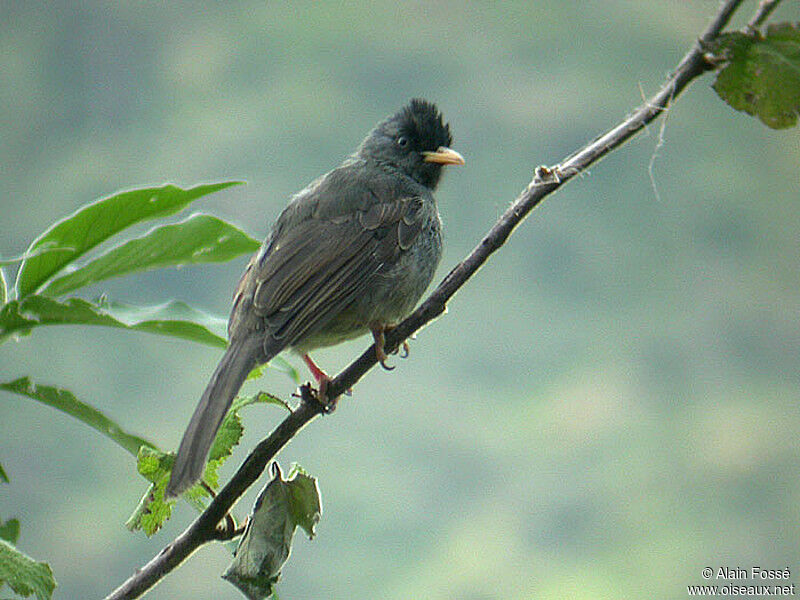 Reunion Bulbul