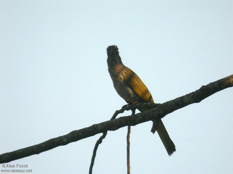 Mountain Bulbul