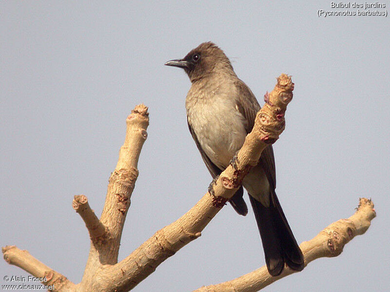 Common Bulbul