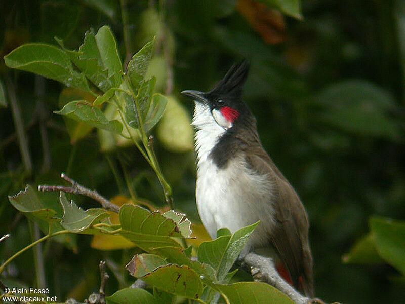 Bulbul orphée