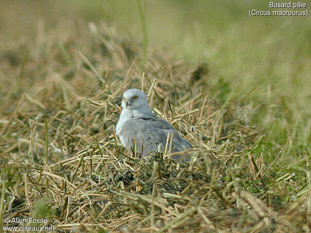 Pallid Harrier