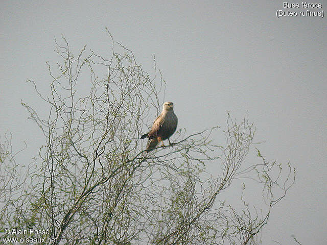 Long-legged Buzzard