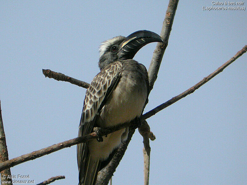 African Grey Hornbill