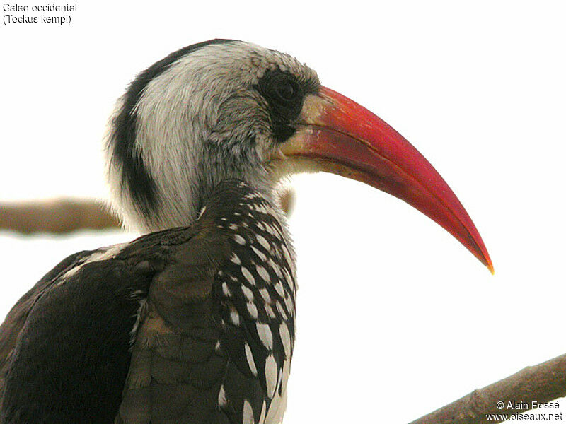 Western Red-billed Hornbill