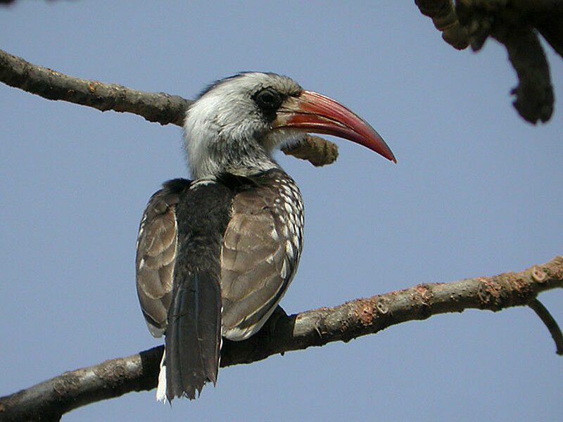 Western Red-billed Hornbill