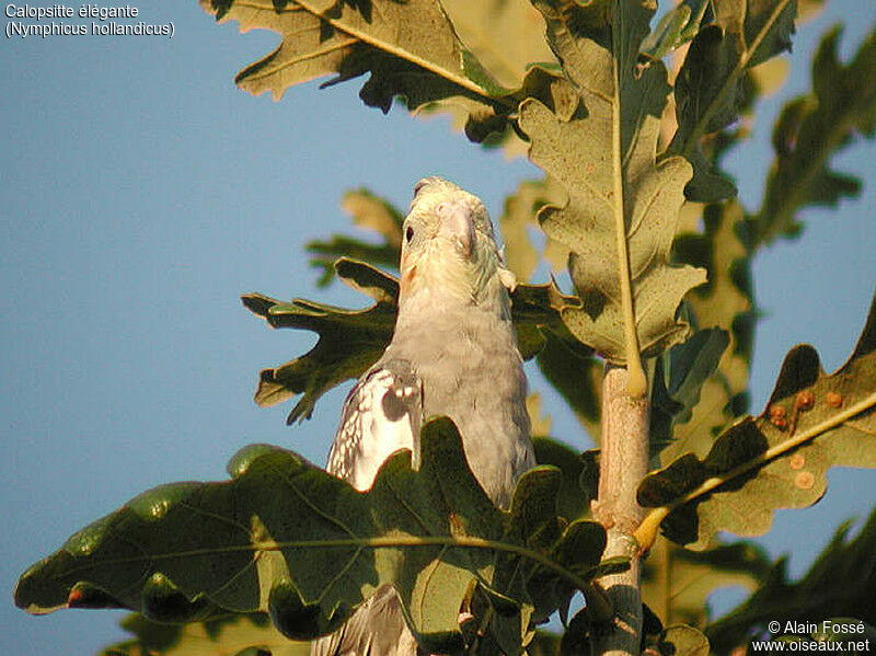 Cockatiel