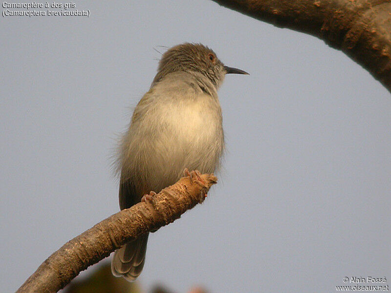 Grey-backed Camaroptera