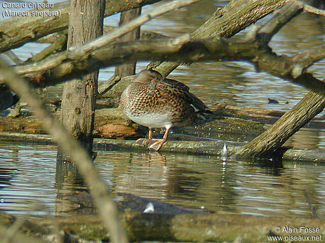 Gadwall