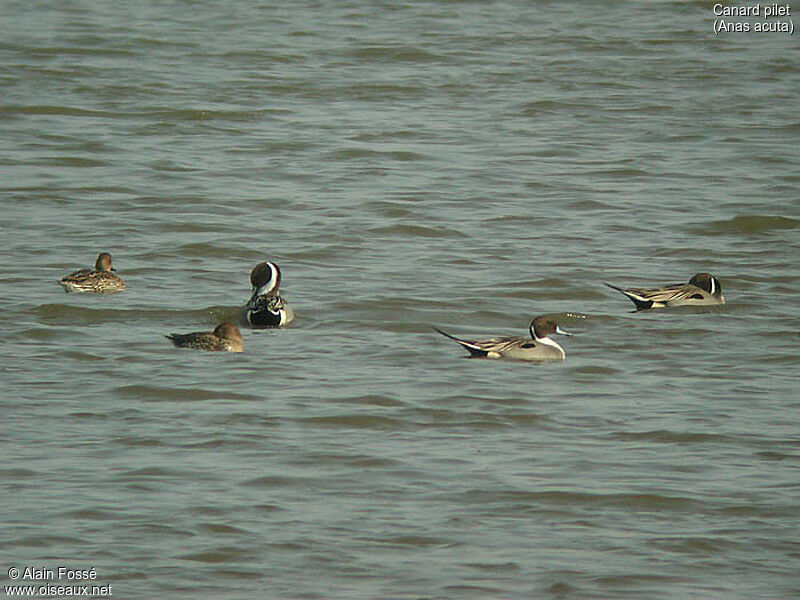 Northern Pintail