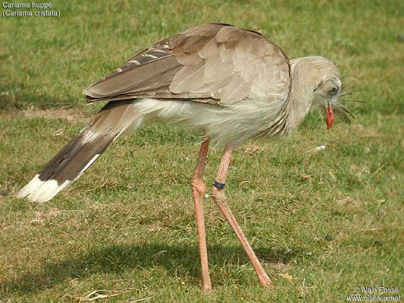 Red-legged Seriema