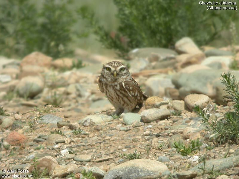 Little Owl