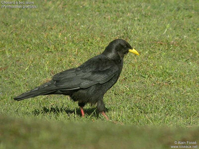 Alpine Chough