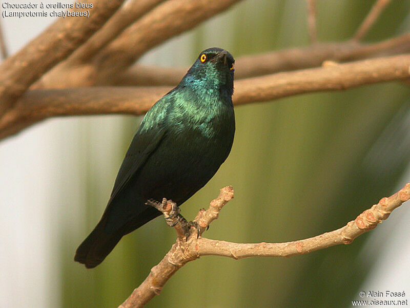 Choucador à oreillons bleus