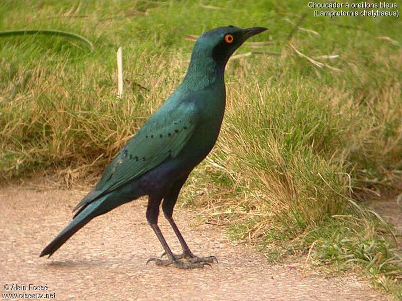 Choucador à oreillons bleus