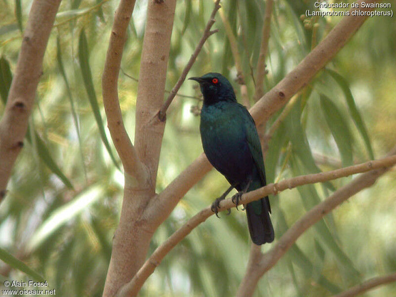 Choucador de Swainson