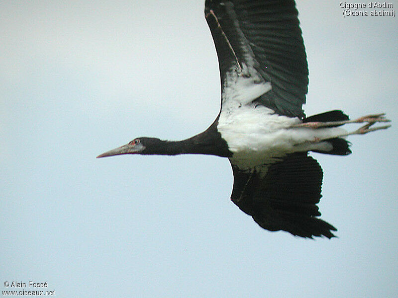 Cigogne d'Abdim