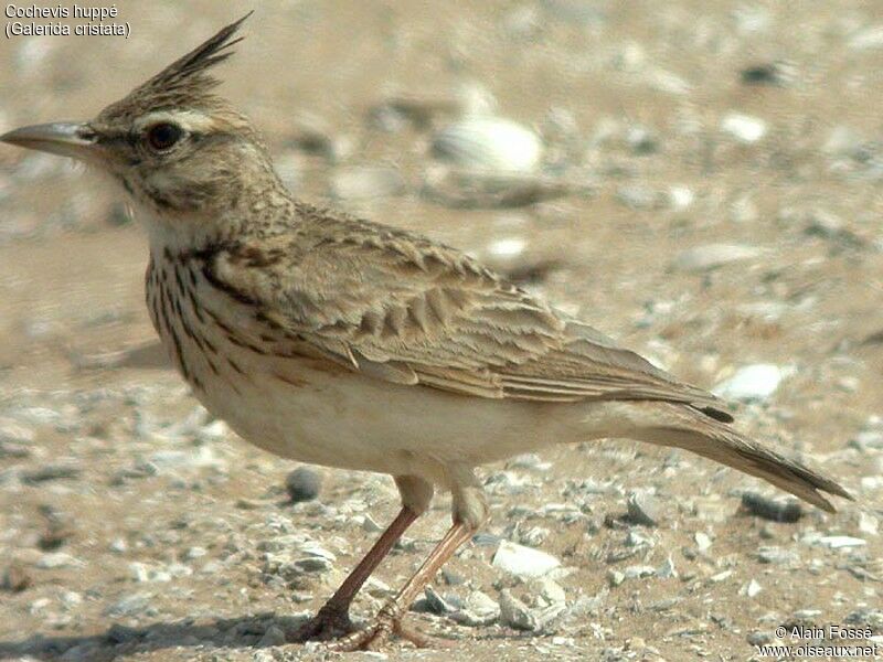 Crested Lark