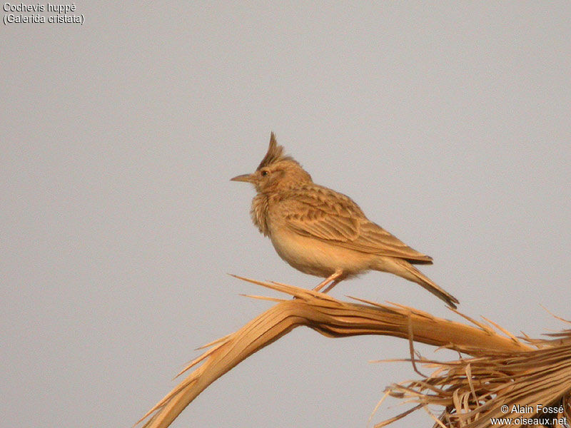 Cochevis huppé