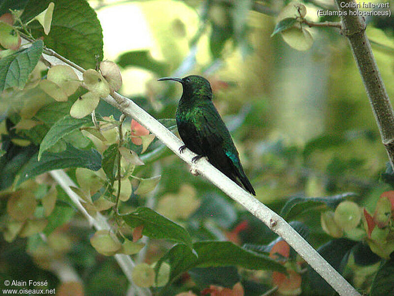 Colibri falle-vert