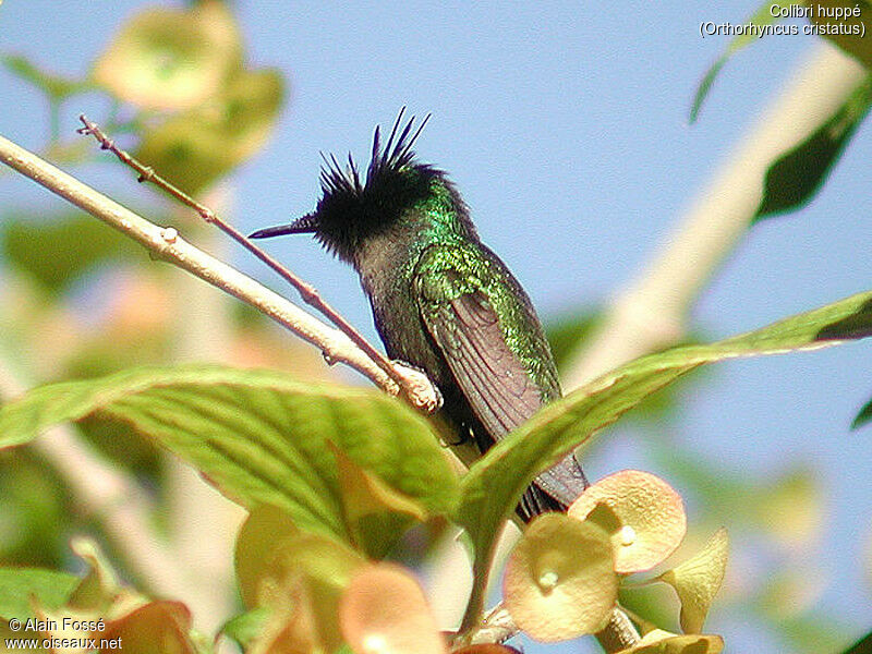 Antillean Crested Hummingbird