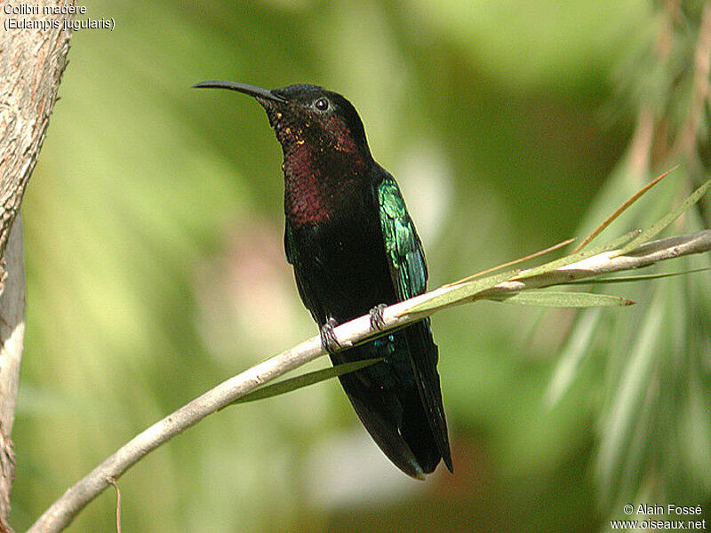 Purple-throated Carib