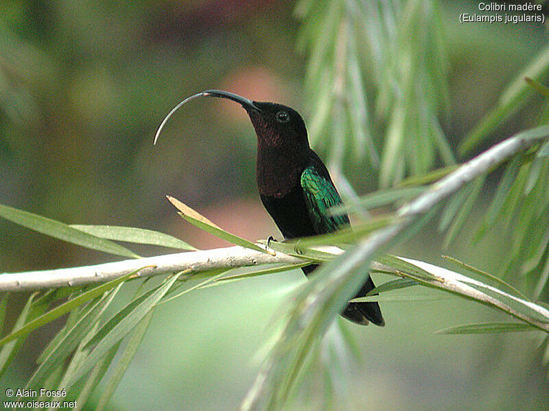 Purple-throated Carib