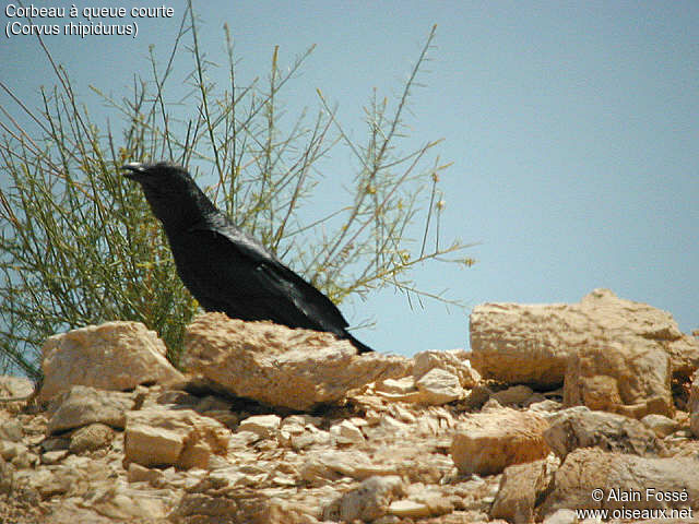 Fan-tailed Raven