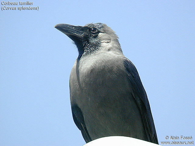 Corbeau familier