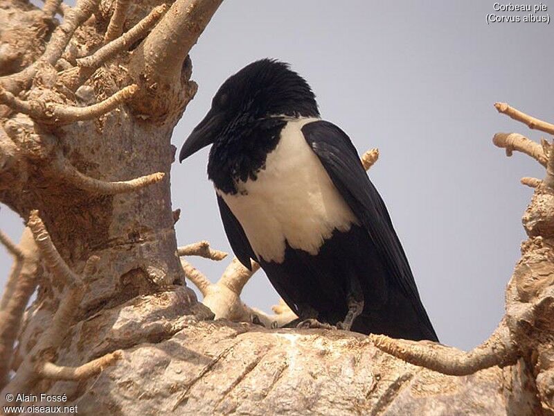 Corbeau pie