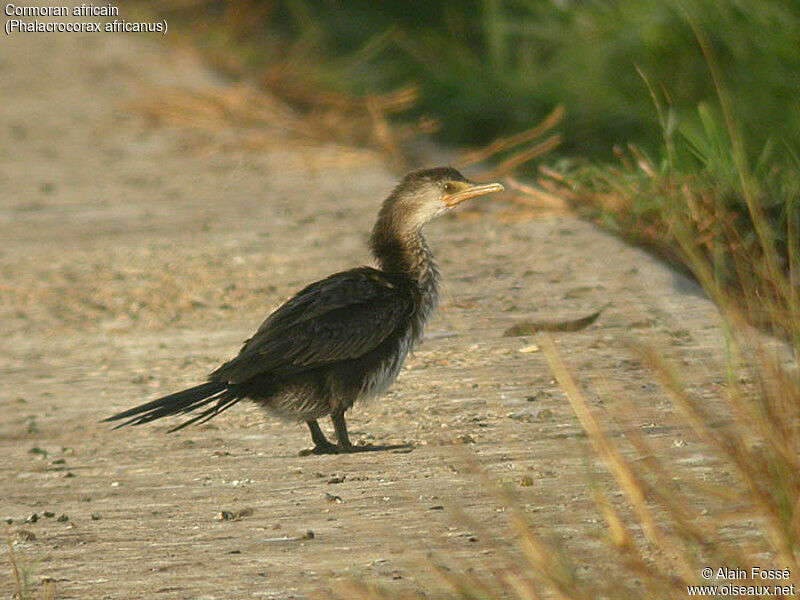 Cormoran africain