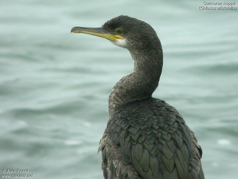 European Shag