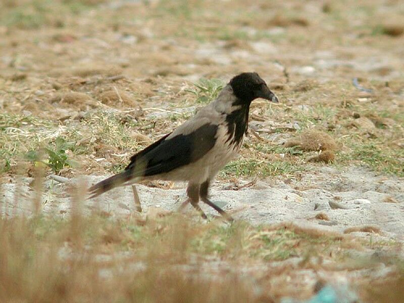 Hooded Crow