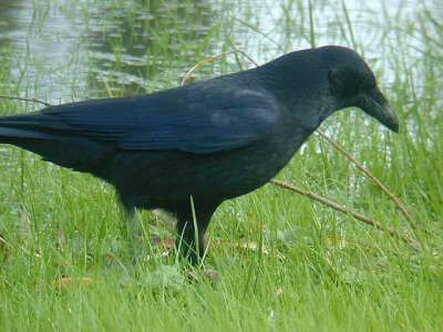 Carrion Crow