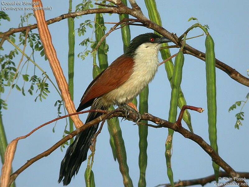 Coucal du Sénégal