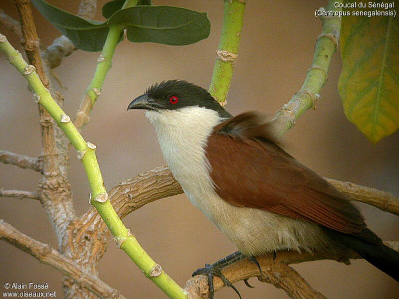 Coucal du Sénégal