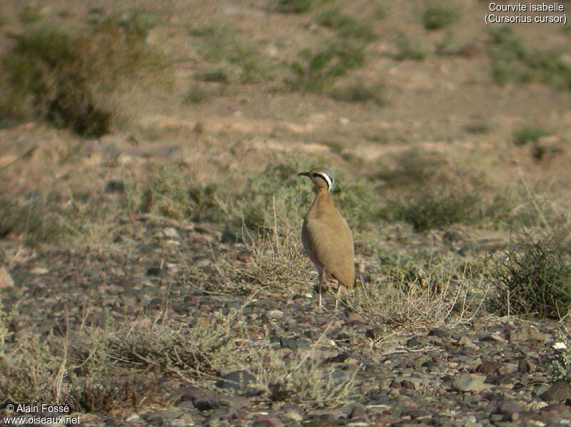 Cream-colored Courser