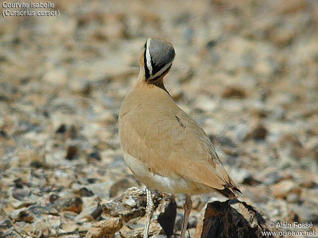 Cream-colored Courser