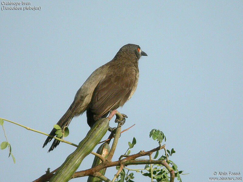 Brown Babbler