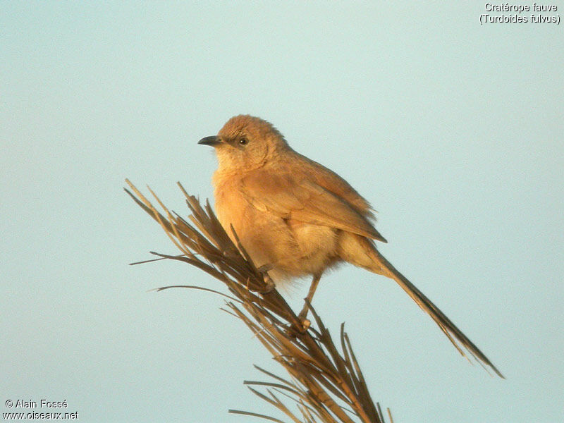 Fulvous Babbler