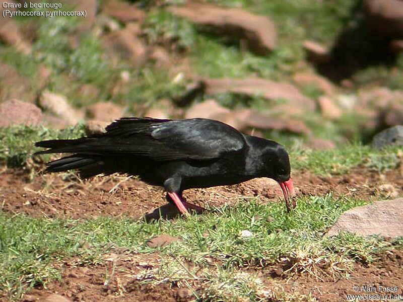 Red-billed Chough