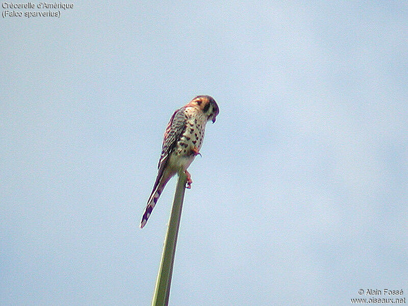 American Kestrel