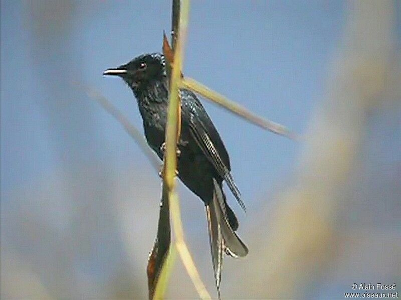 Drongo bronzéadulte, identification