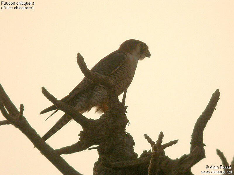 Red-necked Falcon