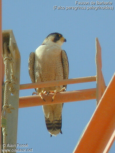 Faucon de Barbarie