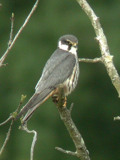 Eurasian Hobby