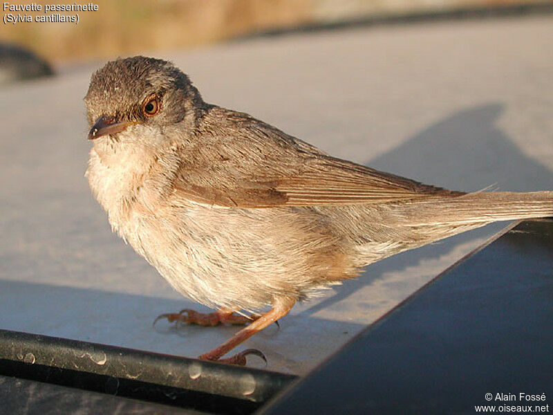 Fauvette passerinette