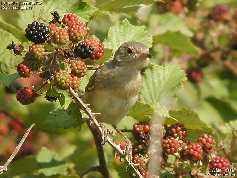 Western Subalpine Warbler